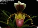 Paph. coccineum - 1 Bltenstil